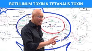 Botulinum Toxin amp Tetanus Toxin Mechanism [upl. by Carmina]