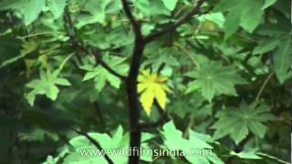 Castor oil plant growing wild in India [upl. by Connel]