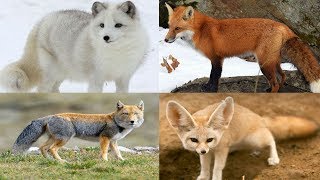 All Fox Species Genus Vulpes  Species List [upl. by Sanders376]