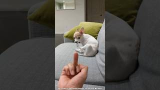 Why Do Dogs Hate Middle Finger 🖕🐕 [upl. by Idnod]