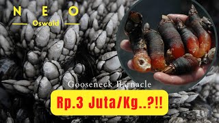 ASTAGA Kenapa Makanan Ini Sangat Mahal Ternyata Ini Alasannya  Gooseneck Barnacle [upl. by Fisken]