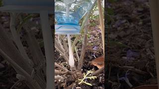 Fabrique ton goutteàgoutte  astuce diy plante jardin [upl. by Sorenson222]