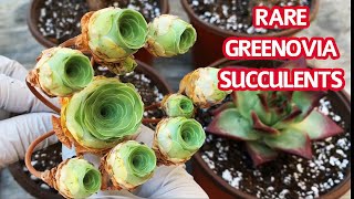 192 UNBOXING RARE SUCCULENTS  GREENOVIA SUCCULENTS  Mua và trồng sen đá Hoa Hồng [upl. by Saraiya]