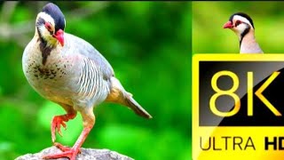 Maskati Chakor in Stunning 8K Arabian Partridge Secrets [upl. by Egreog]