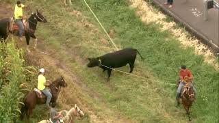 Chopper 7 over several men on horses lassoing bull loose in Marengo [upl. by Katleen151]