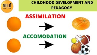 Assimilation amp Accommodation  piagets cognitive development Theory [upl. by Einahpet41]