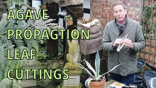 Agave Americana Variegata  Propagation by Leaf Cuttings  GARDENING HINTS AND TIPS VARIAGATED AGAVE [upl. by Aneerehs523]