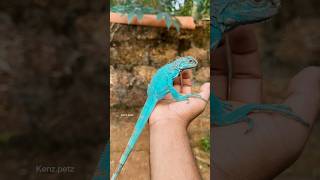 🐊Iguanas short story 🌪️🔥 iguana blueiguana greeniguana malayalam iguaniguanas [upl. by Bria]