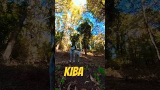 KIBA THE TRAIL DOG 🐾 insta360onex2 mtb [upl. by Elyk]