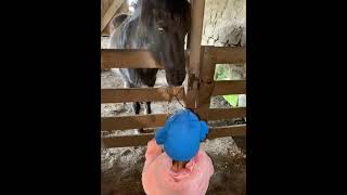 Little Girl Offers Treat to Horse in Barn  1496468 [upl. by Refinney788]