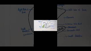 Liver amp associated organs easy diagram viralyoutubeshorts youtube ytshorts tranding [upl. by Dazhehs]