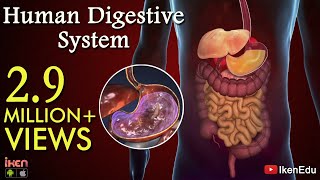 Learn About Human Digestive System  Animation Part 1 iKen  iKen Edu  iKen App [upl. by Pages]