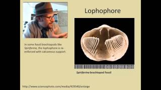 What are Brachiopods [upl. by Dremann960]