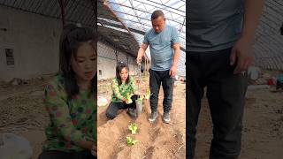 Rural Farmer Useful This Satisfying Seedlings Planting Tool 👍 shorts youtubeshorts [upl. by Dnalrah]