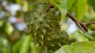 topped 15yrs ago… SOURSOP TREE UPDATE [upl. by Ahsimit]