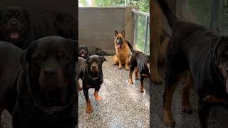 Full Pack Of Rottweilers amp German Shepherd Just Waiting For One Shot  shorts [upl. by Suter]