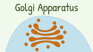 Golgi Apparatus [upl. by Anaeli591]