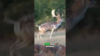 Hunting Adventure A Thrilling Encounter with a Majestic Fallow Deer [upl. by Walliw]