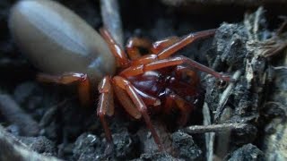 Woodlouse Spider in the garden  Dysdera crocata  London Wildlife [upl. by Coonan]