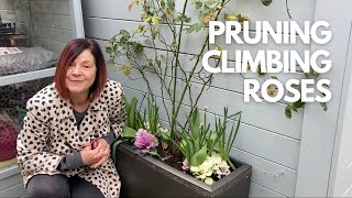 How To Prune amp Train Climbing Roses 🌹✂️🎋 [upl. by Sharpe]