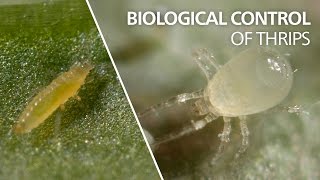 Biological control of thrips  Amblydromalus limonicus [upl. by Annailuj]