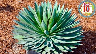 10 Gorgeous Agave Plants [upl. by Helali]