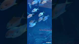 Dubai Aquarium dubai aquarium viralvideo fishfish [upl. by Southworth]