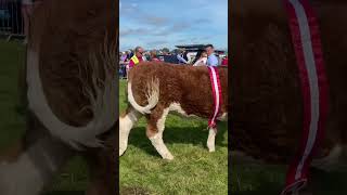 Overall Reserve Champion  Ballinrobe Ag Show 2023 [upl. by Adamina916]