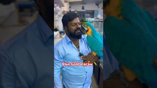 Macaw 🦜 tamil song folk music tamilsong love bird birds bangalorechickpetshops newmusic [upl. by Phip97]