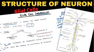 Structure of Neuron 22  Glial Cells  Nerve Muscle Physiology [upl. by Accebar]