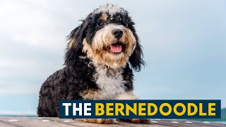 What People Love About The Bernedoodle A Happy Family Dog [upl. by Egoreg]