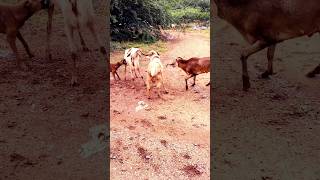 sheeps fighting dogs stop sheepfight sheep sheepfarming shepp sheepfarmersheeplover doglover [upl. by Darn]