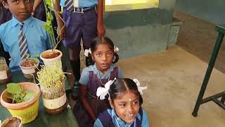 Home Gardening 4th std Brindavan Gurukulam N amp P School [upl. by Clie]