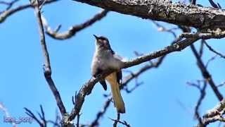 Northern Mockingbird Singing [upl. by Azile616]