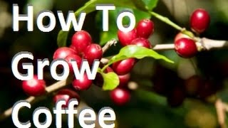 How To Grow Coffee In Containers at Home Complete Growing Guide [upl. by Yenahteb]