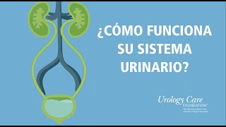 ¿Cómo Funciona Su Sistema Urinario  Urology Care Foundation [upl. by Lavinie]