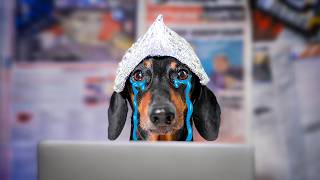 Big Brother is Watching You Cute amp funny dachshund dog video [upl. by Jamesy]