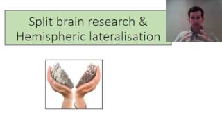 biopsychology split brain research [upl. by Costin]