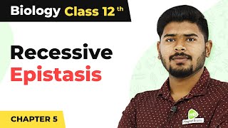 Recessive Epistasis  Principles of Inheritance and Variation  Class 12 202223 [upl. by Gnay]