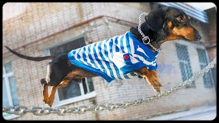 The Parkour Dog Funny air dachshund video [upl. by Manville]