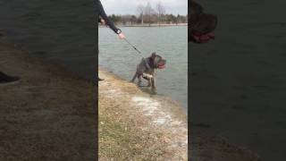 American Bandogge Mastiff neopit MJ lake fun [upl. by Corrine]