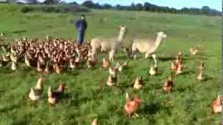 Alpacas Guarding FREE Range Egg farm [upl. by Remos]