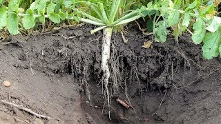 Tillage Radish Cover Crop [upl. by Remmus]