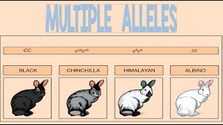 Multiple Alleles  Biology Animation [upl. by Esele]