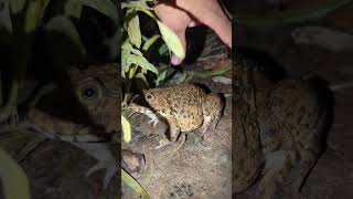 Funny one frog after another frog funny teplonghengfunny [upl. by Einhpad]