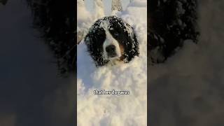 shorts shortsvideo cuteanimals puppy funny animalshorts pets [upl. by Eimmot]