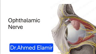 Trigeminal Nerve  Ophthalmic branch V1 [upl. by Eeroc]