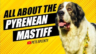 Pyrenean Mastiffs The Dog With A History [upl. by Llebanna]