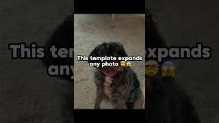 Maggies lounge fypシ゚viral meme funny astonvilla dog maggie [upl. by Nylirem554]