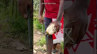 The moment of peeling coconut by hand peeling coconut dailywork diy [upl. by Elyac]